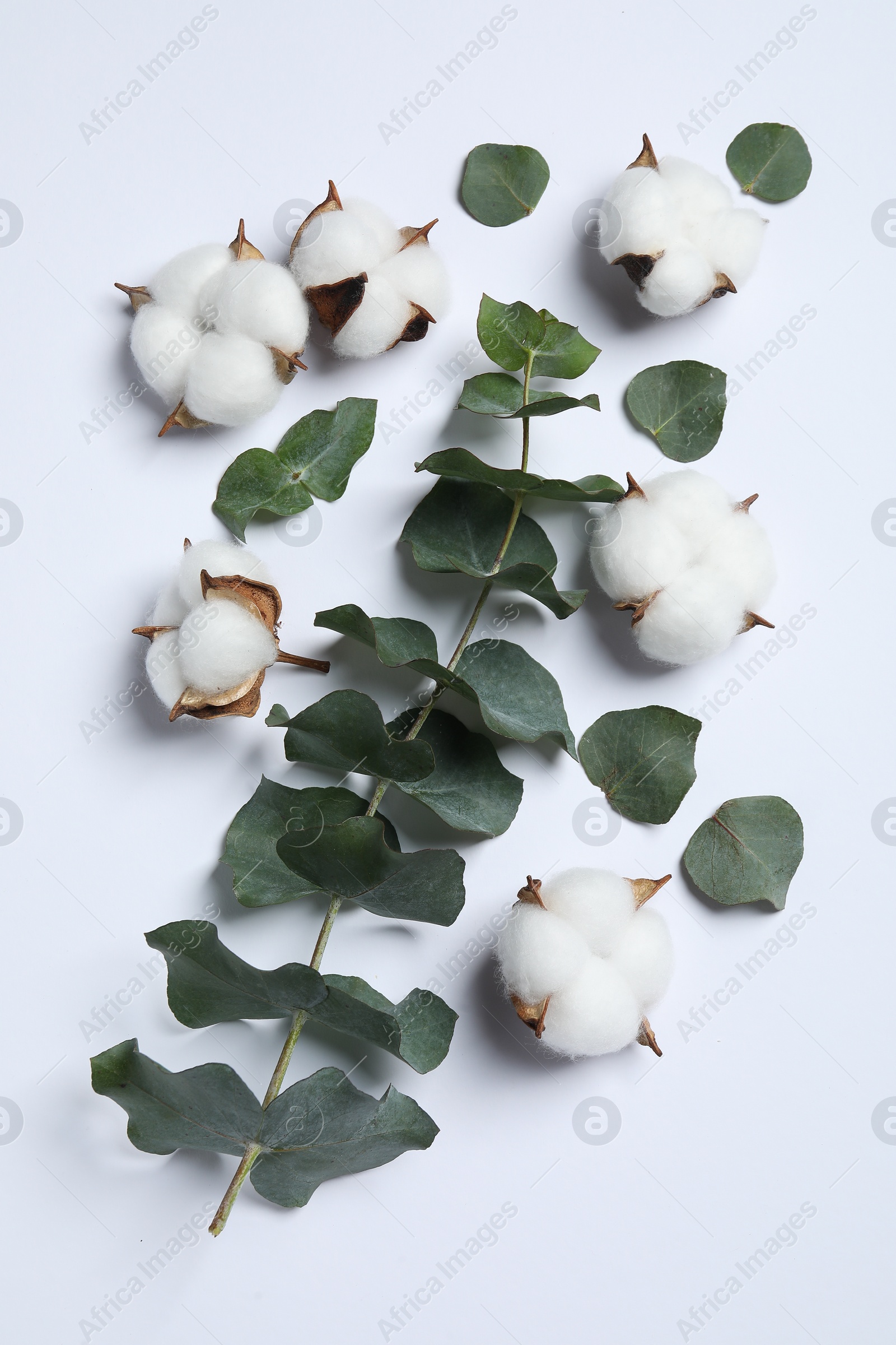 Photo of Fluffy cotton flowers and eucalyptus leaves on white background, flat lay