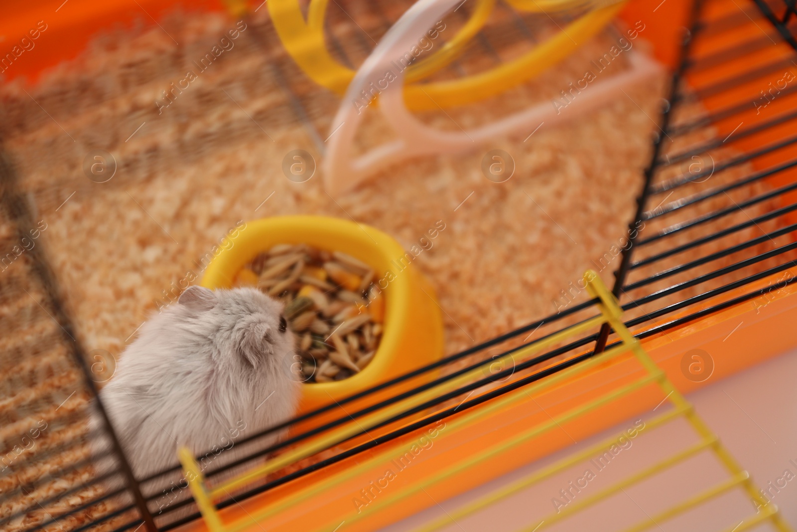 Photo of Cute funny pearl hamster feeding in cage, closeup