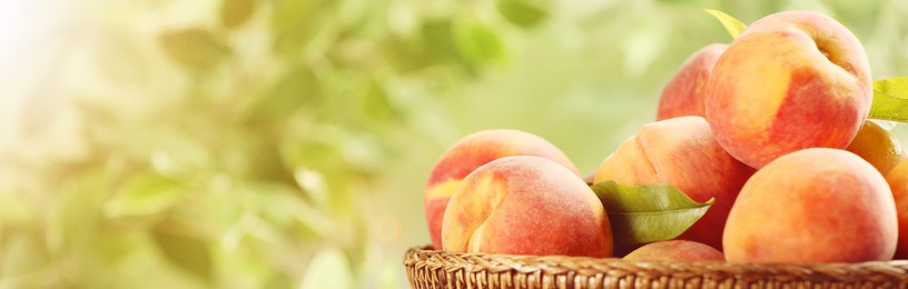 Fresh ripe peaches in wicker basket on blurred background, closeup. Banner design with space for text