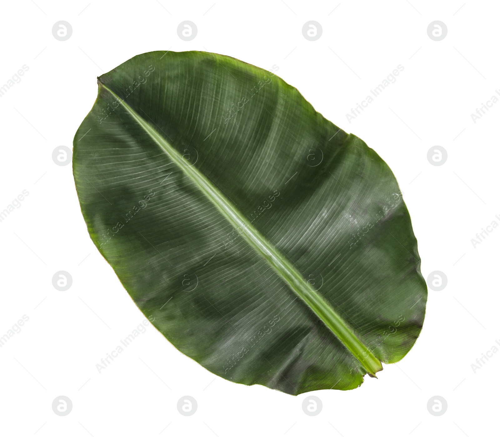 Photo of Fresh green banana leaf on white background. Tropical foliage