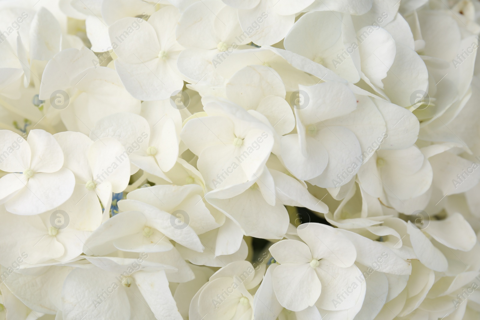 Photo of Beautiful white hydrangea flowers as background, top view