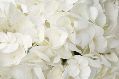 Photo of Beautiful white hydrangea flowers as background, top view
