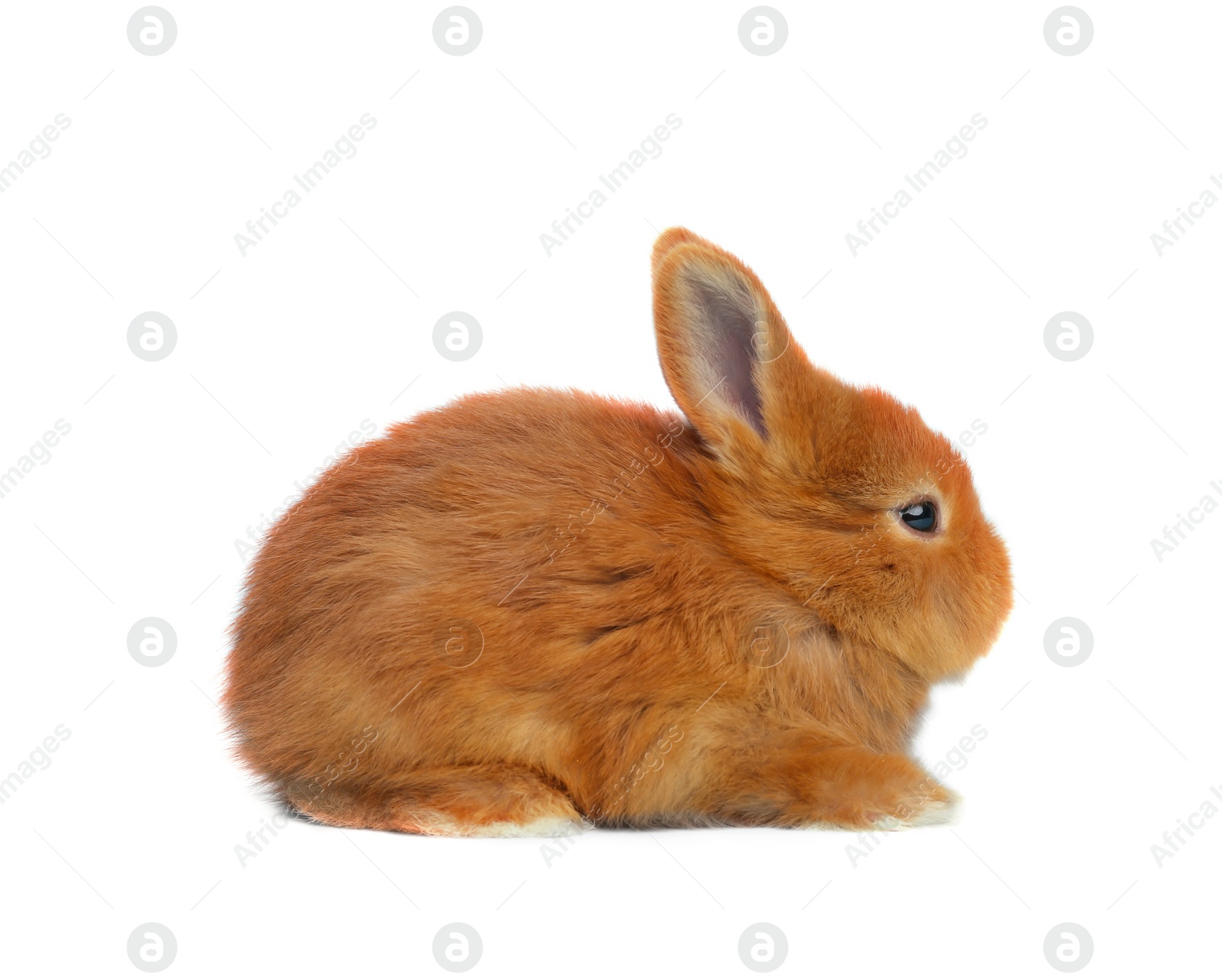 Image of Adorable fluffy Easter bunny on white background