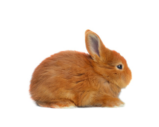 Image of Adorable fluffy Easter bunny on white background