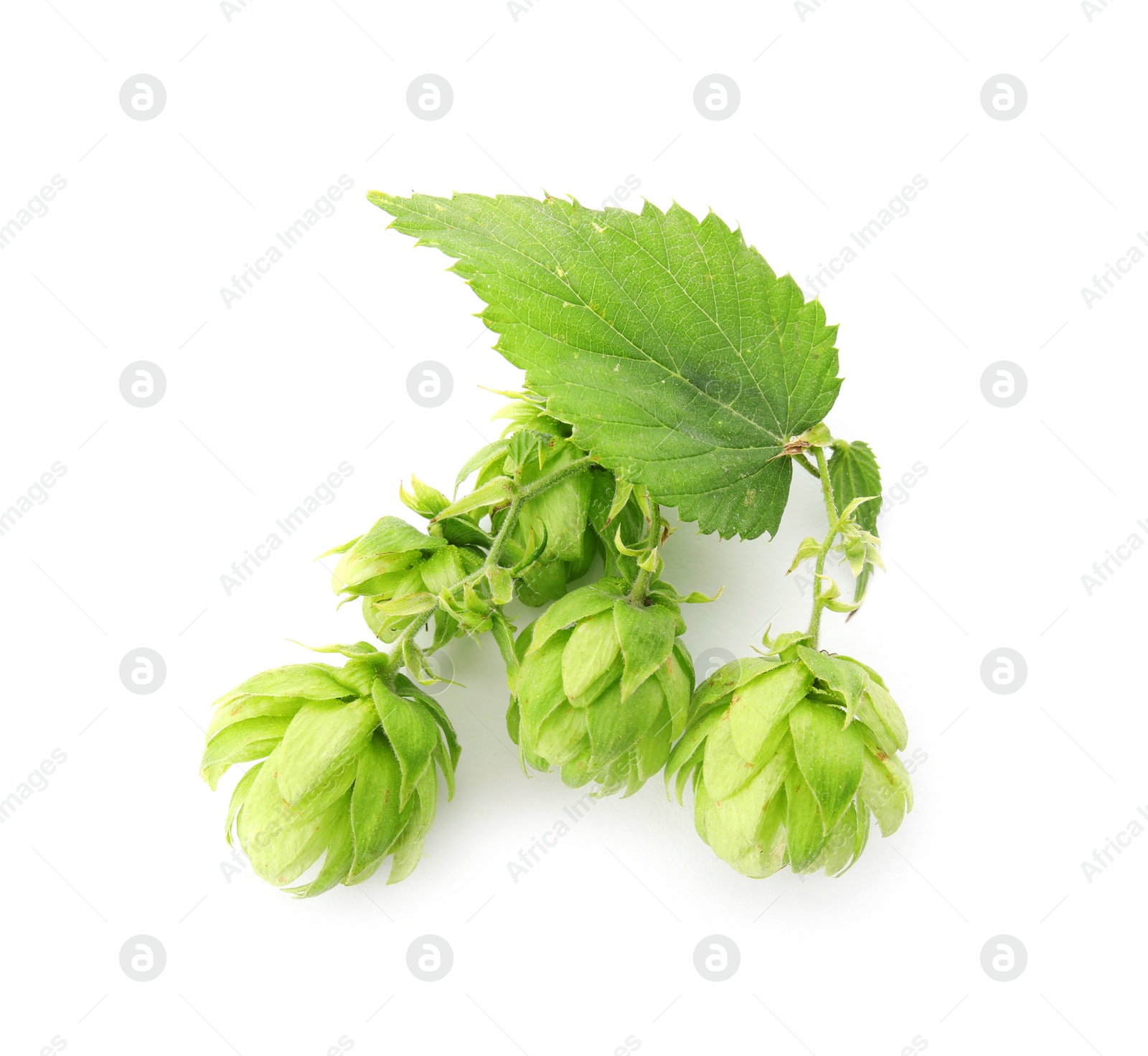 Photo of Fresh green hops on white background. Beer production