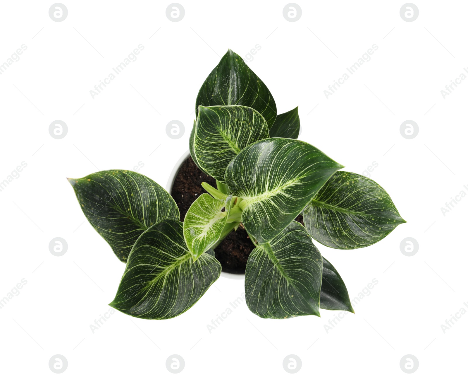 Photo of Beautiful philodendron plant on white background, top view. House decor