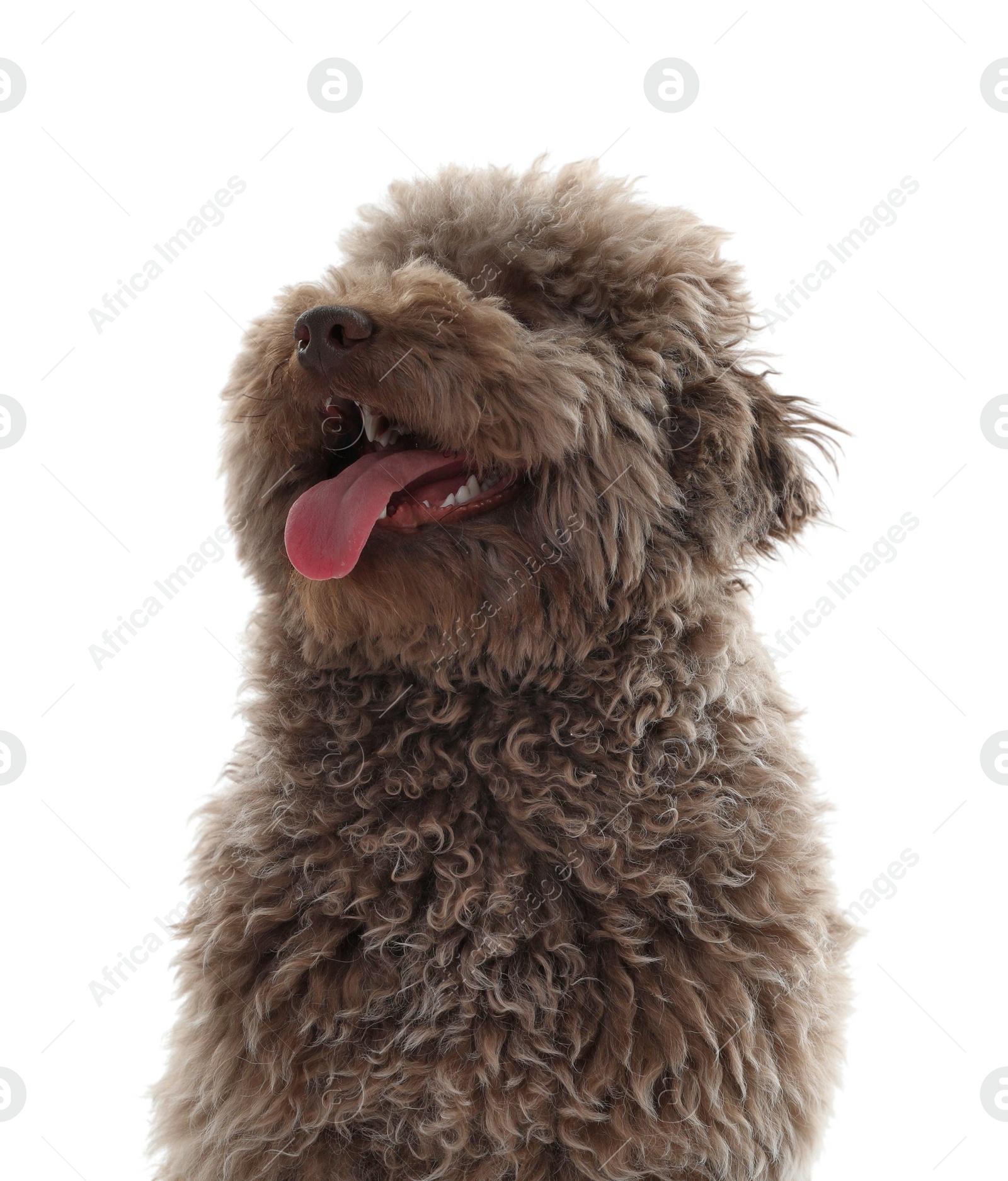 Photo of Cute Toy Poodle dog on white background