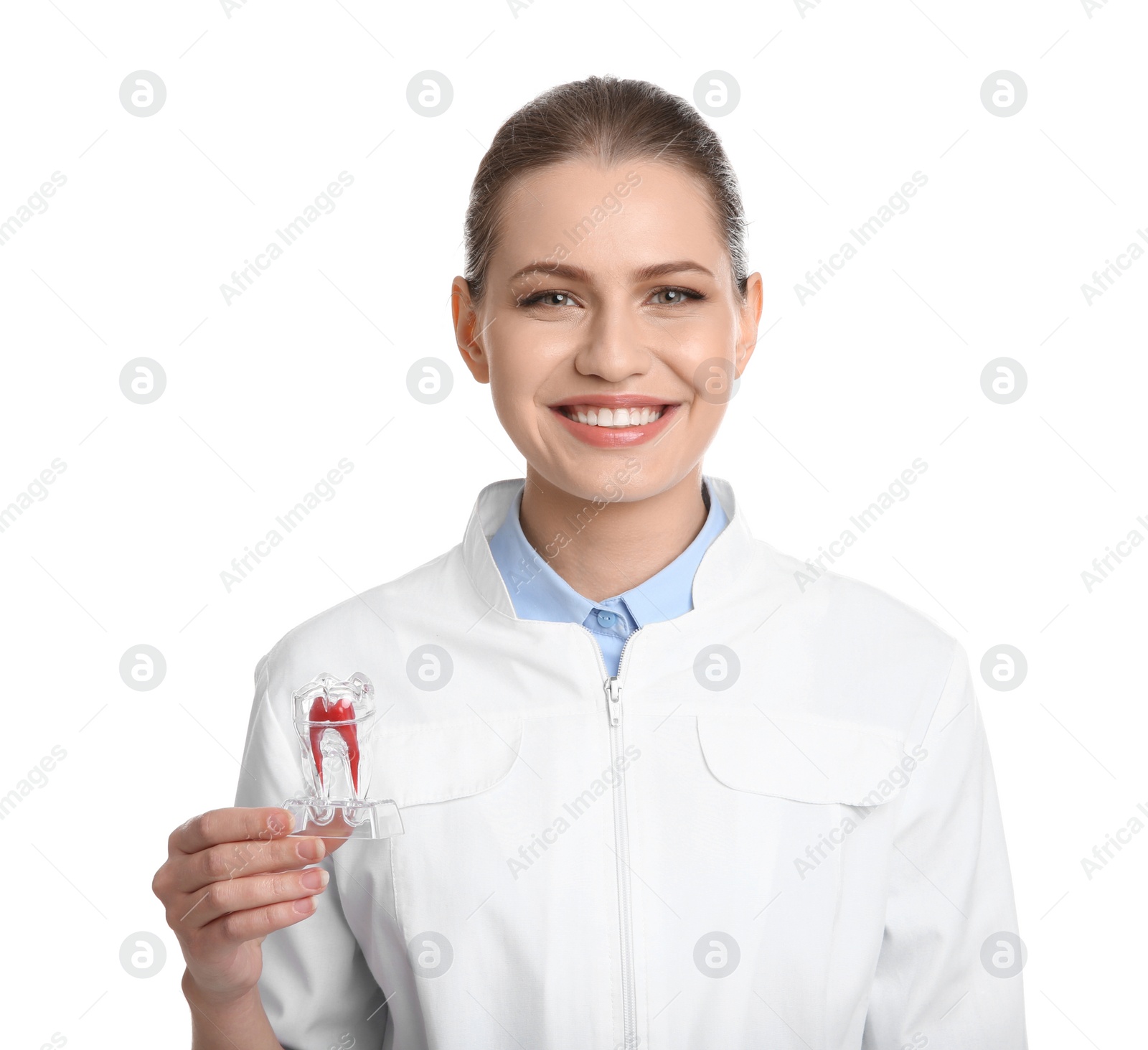 Photo of Female dentist holding tooth model on white background