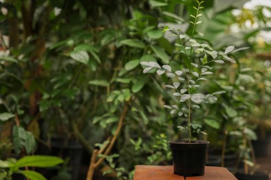 Potted carissa tree on wooden stand in greenhouse, space for text