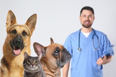 Cute dogs with cat and mature veterinarian on light background