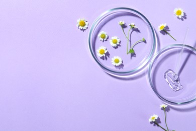 Photo of Flat lay composition with Petri dishes and chamomile flowers on violet background. Space for text