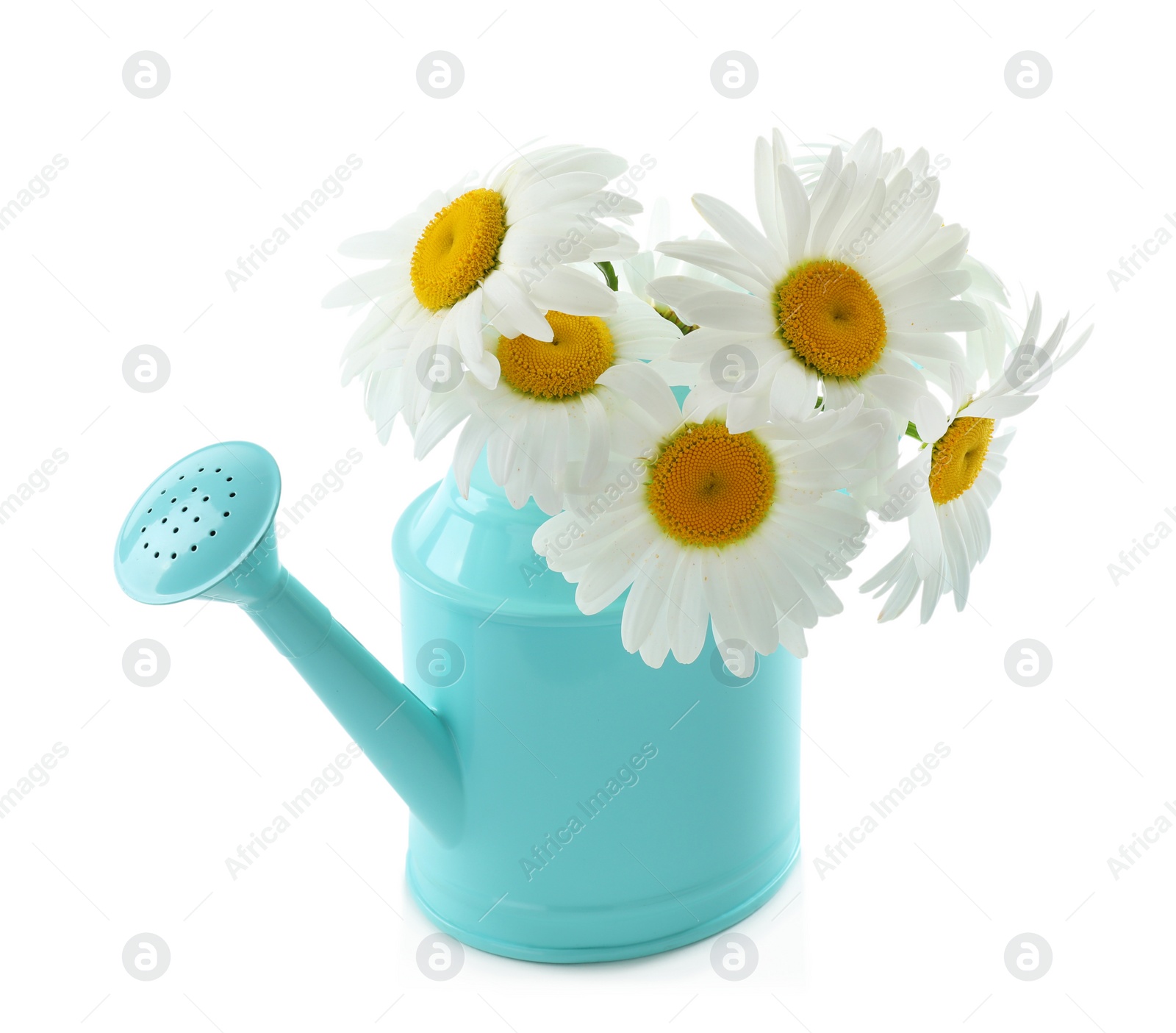 Photo of Watering can with beautiful chamomile flowers on white background