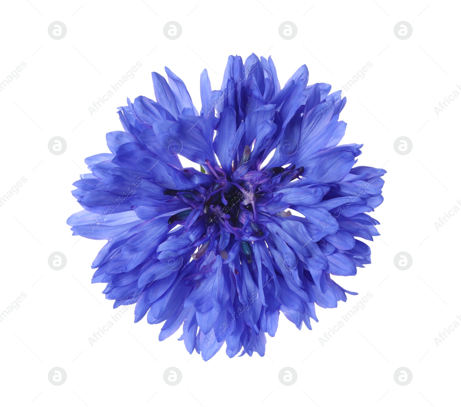 Photo of Beautiful blooming blue cornflower isolated on white, top view