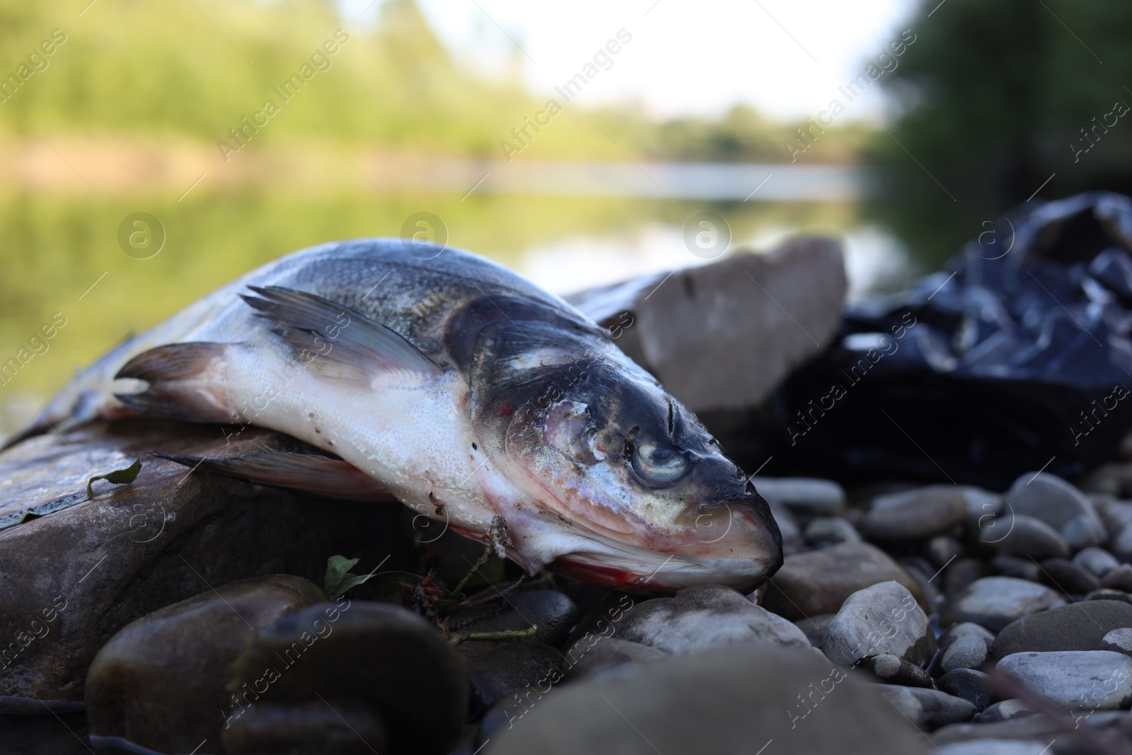 Photo of Dead fish on stone near river. Environmental pollution concept