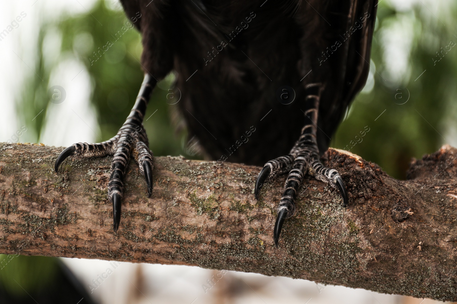 Photo of Common raven on tree branch outdoors, closeup