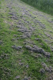 Photo of View of fresh cut green grass outdoors