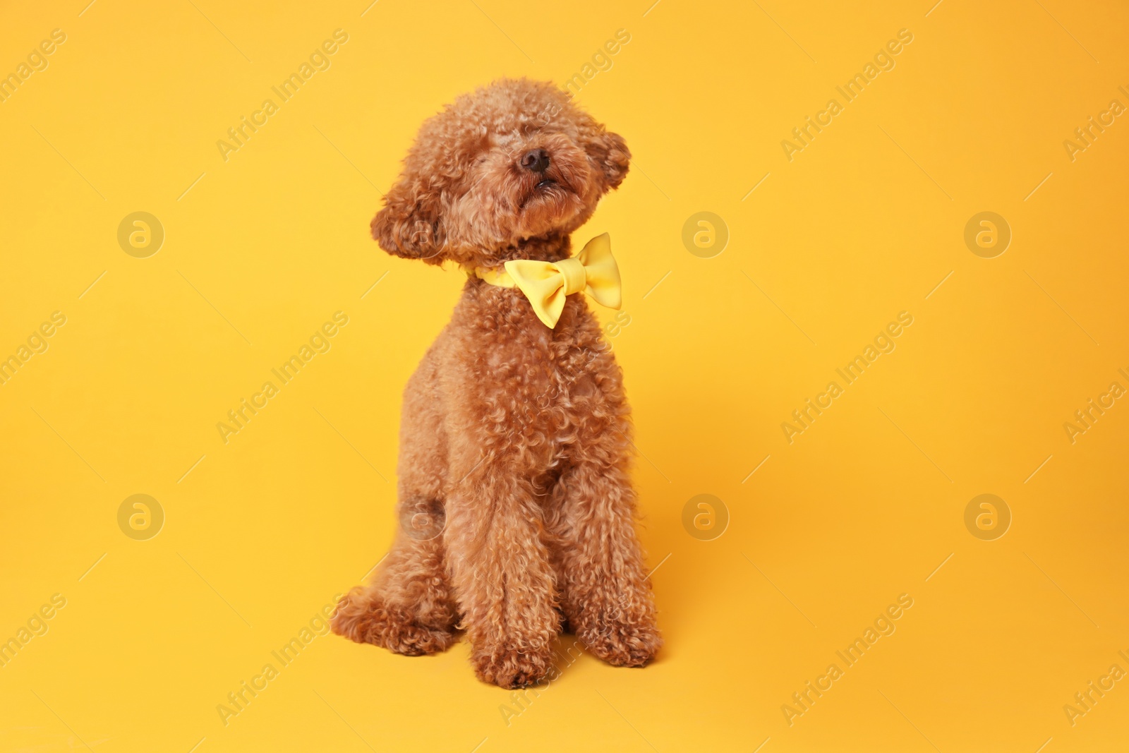 Photo of Cute Maltipoo dog with yellow bow tie on neck against orange background