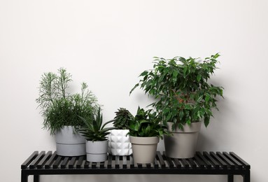 Photo of Many houseplants on bench near white wall