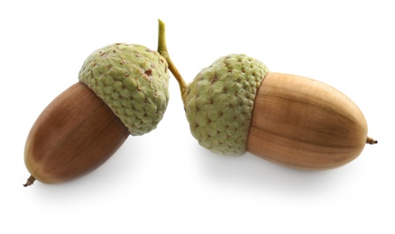 Photo of Beautiful acorns on white background. Oak nuts