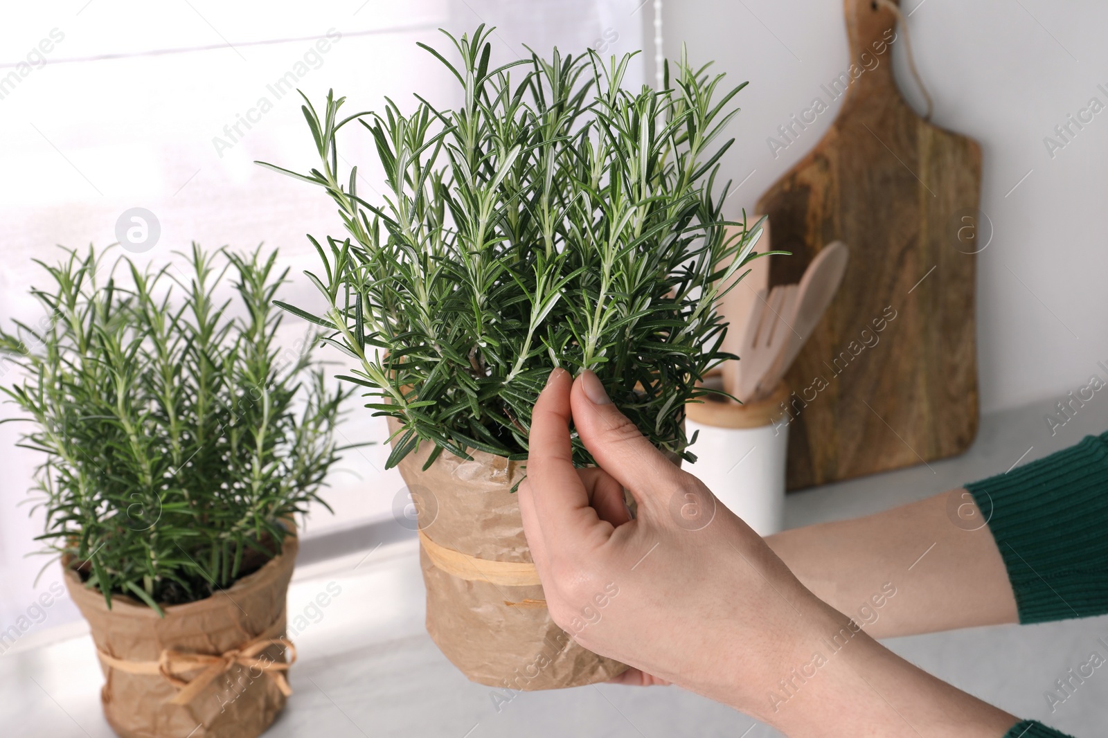 Photo of Woman picking aromatic green rosemary sprig indoors, closeup