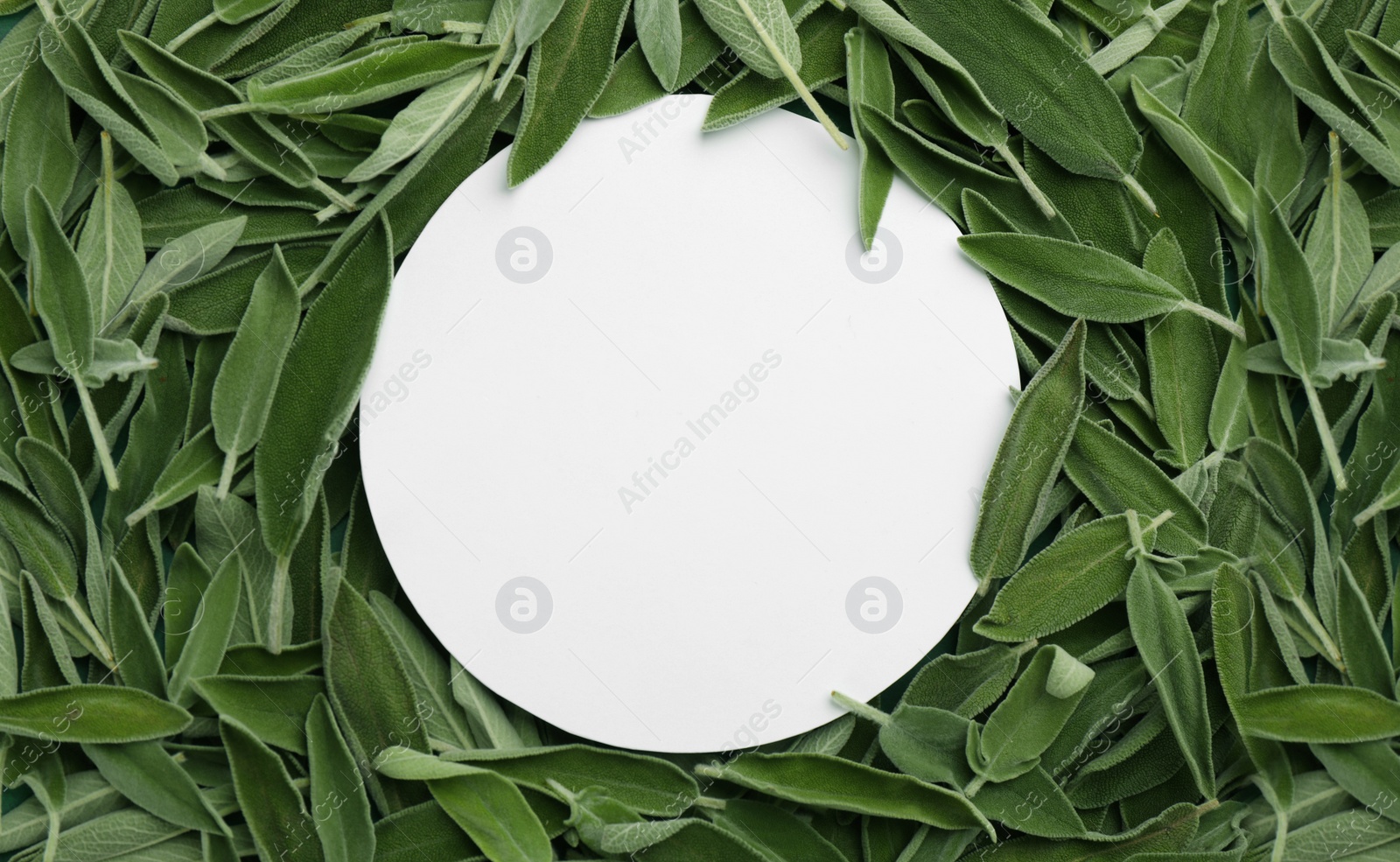 Photo of Paper card on fresh green sage leaves, top view. Space for text