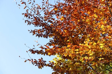 Photo of Tree with beautiful bright leaves under blue sky on sunny autumn day