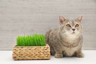 Photo of Cute cat near fresh green grass on white surface