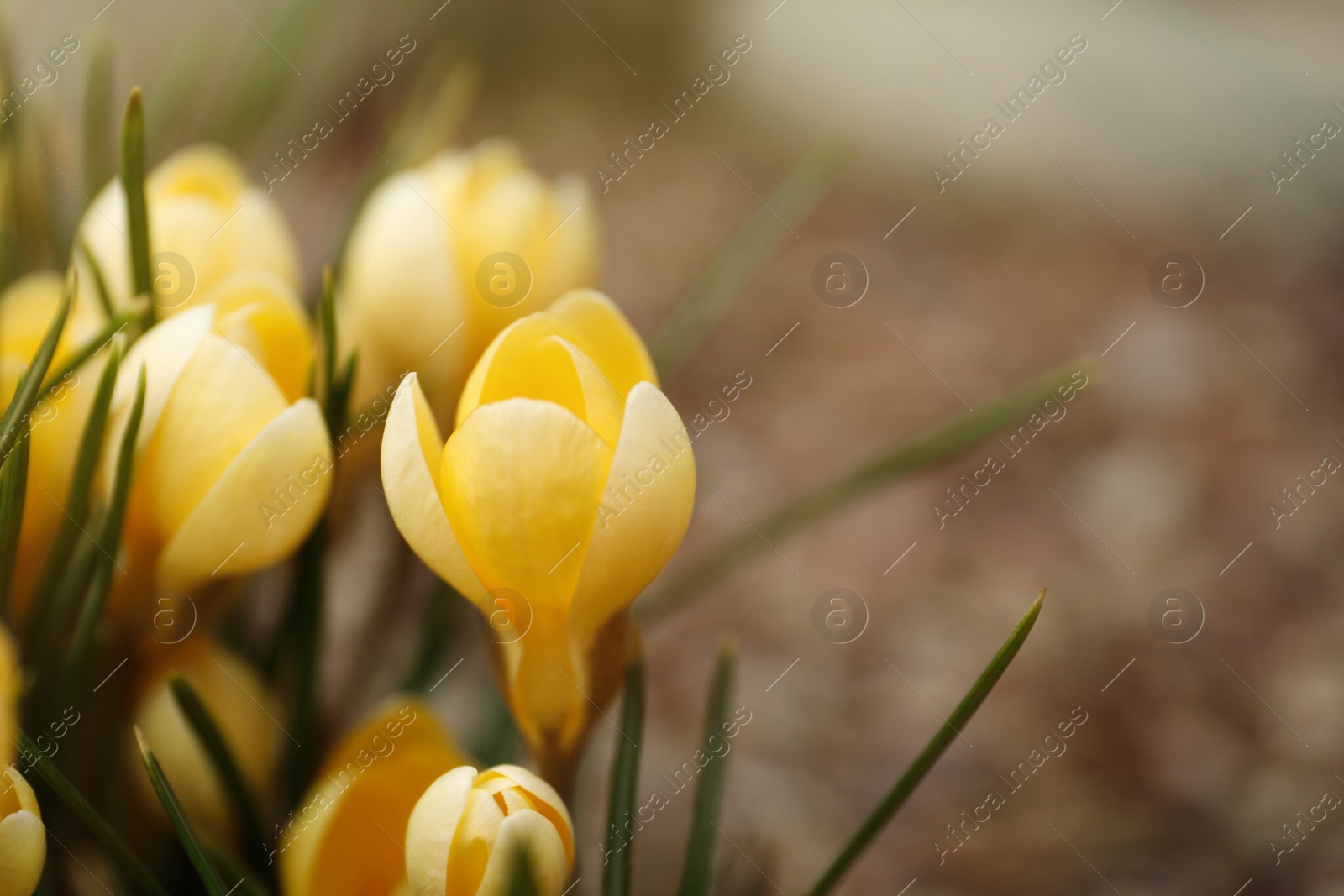 Photo of Beautiful yellow crocus flowers growing in garden, closeup