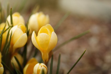 Beautiful yellow crocus flowers growing in garden, closeup