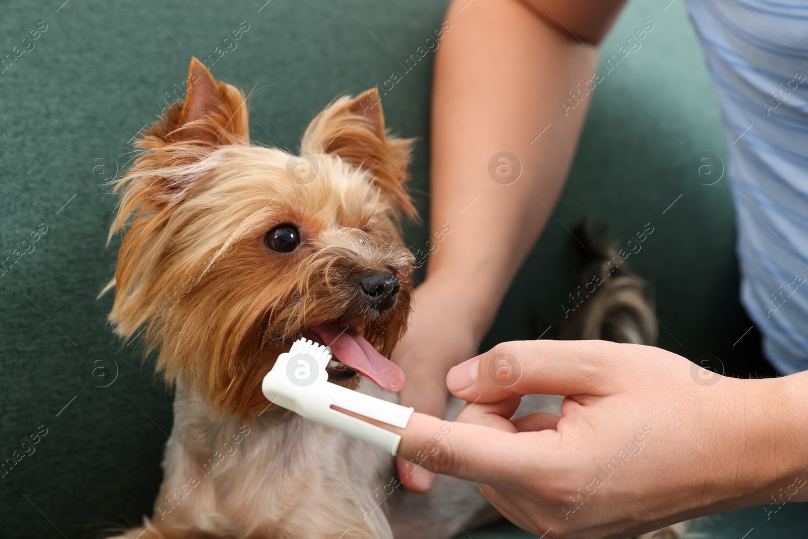 Photo of Man brushing dog's teeth on couch, closeup