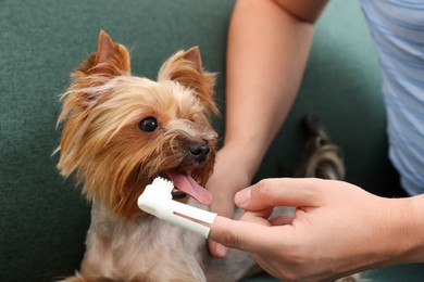Photo of Man brushing dog's teeth on couch, closeup