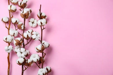 Photo of Flat lay composition with branches of cotton plant on pink background. Space for text