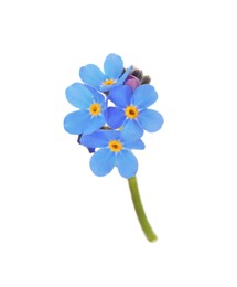 Delicate blue Forget-me-not flowers on white background