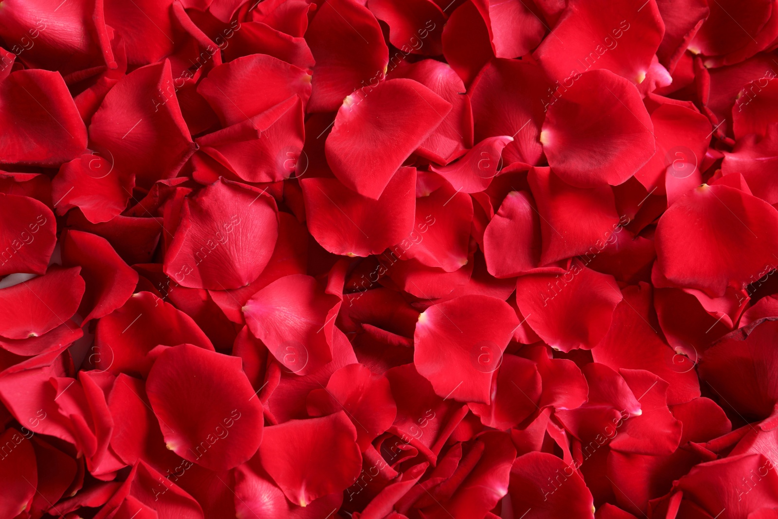 Photo of Beautiful rose petals as background