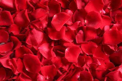 Beautiful rose petals as background