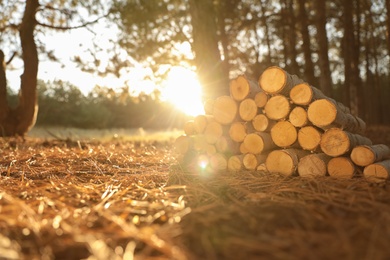 Stack of cut firewood in forest on sunny day