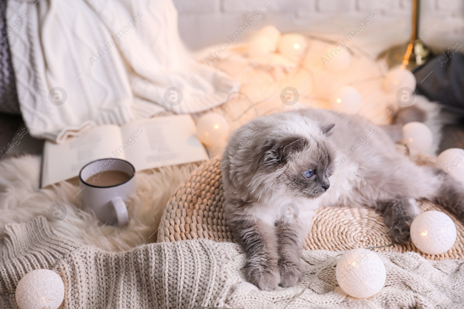 Photo of Beautiful Birman cat at home. Cute pet