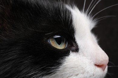 Photo of Closeup view of black and white cat with beautiful eyes