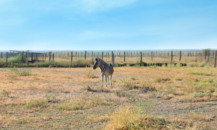 One cute zebra in nature reserve on sunny day