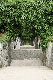 Beautiful view of stairs and pergola overgrown with clinging plants