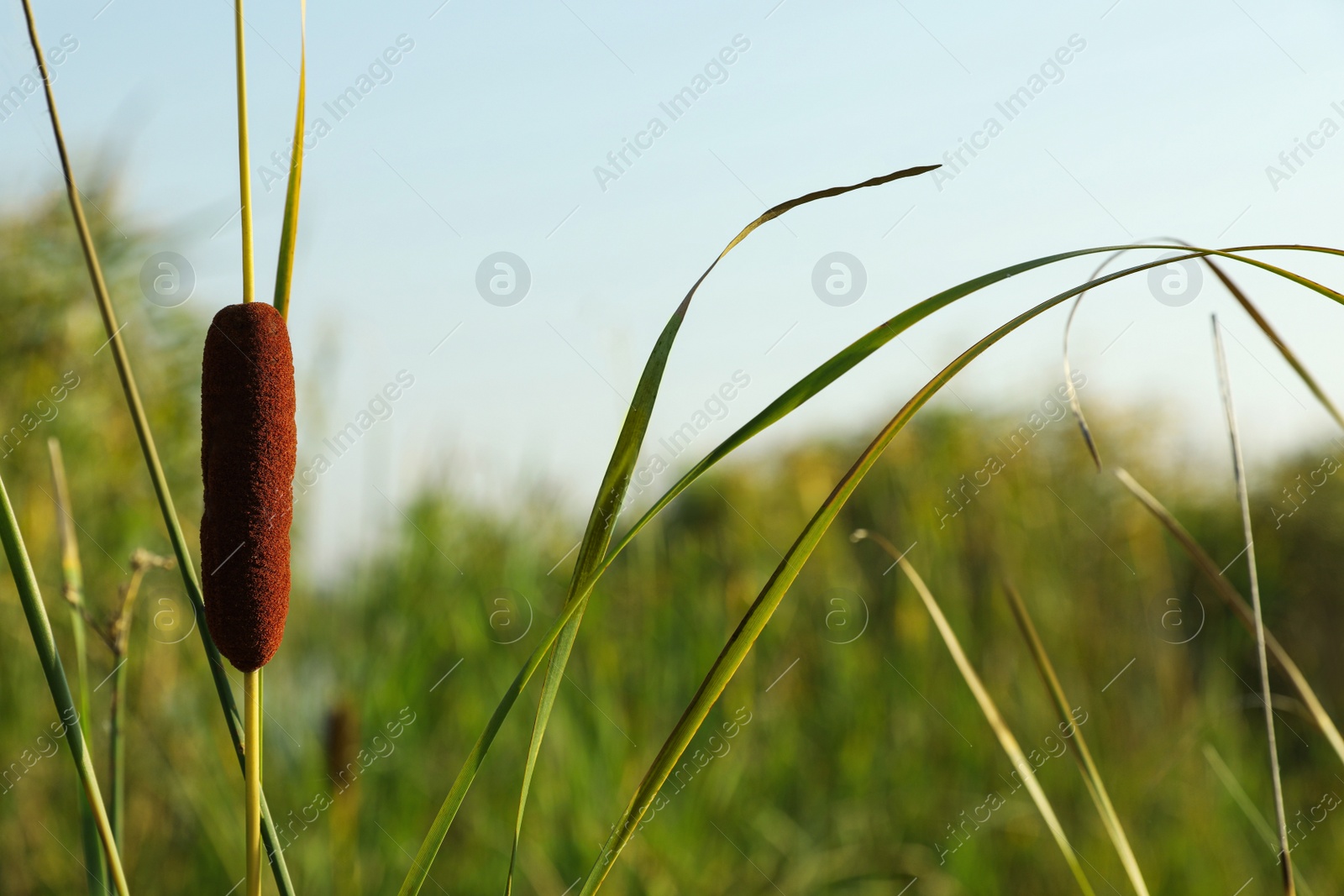 Photo of Beautiful reed with brown catkin outdoors on sunny day