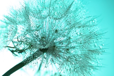 Photo of Dandelion seed head on color background, close up