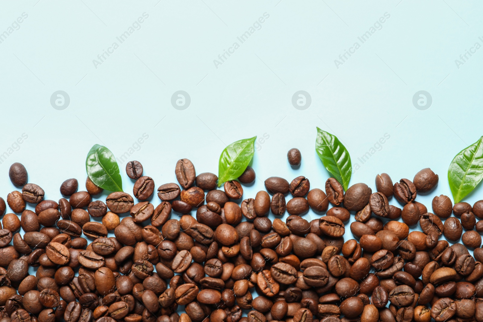 Photo of Fresh green coffee leaves and beans on light blue background, flat lay. Space for text