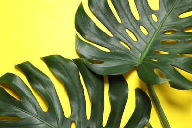 Green fresh monstera leaves on color background, flat lay. Tropical plant