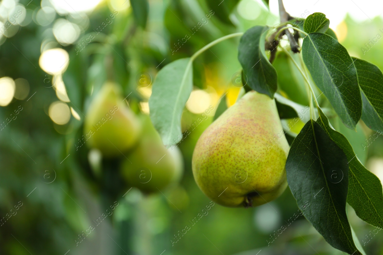 Photo of Ripe pears on tree branch in garden, closeup