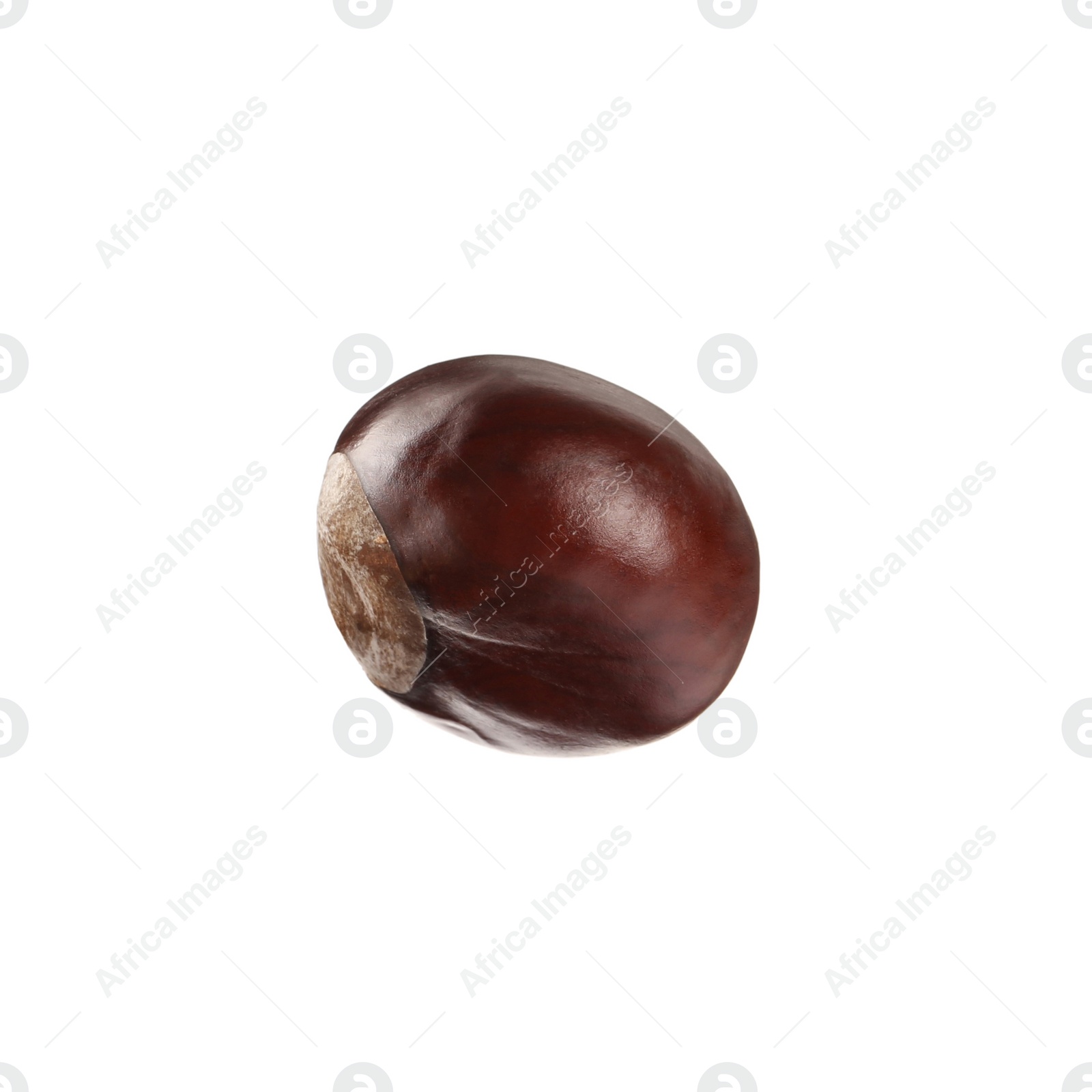 Photo of One brown horse chestnut isolated on white