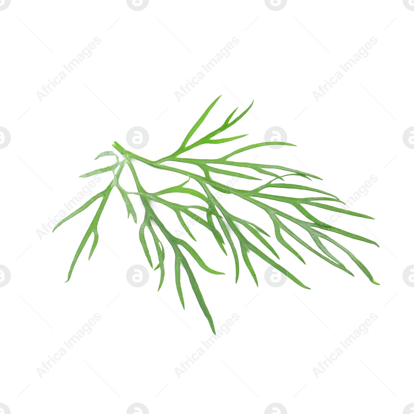 Photo of Sprig of fresh dill isolated on white