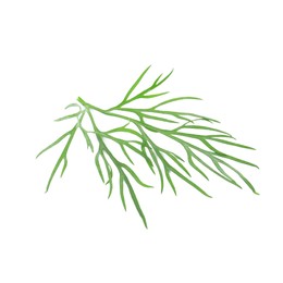 Sprig of fresh dill isolated on white