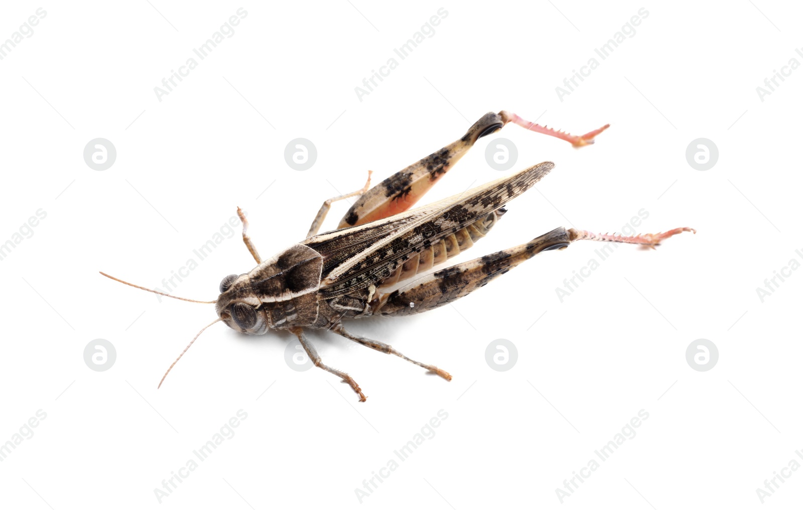 Photo of Common grasshopper isolated on white. Wild insect