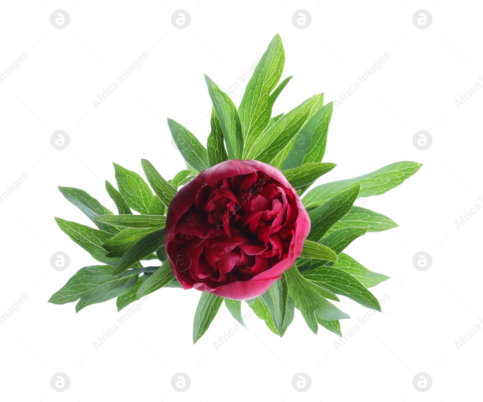 Photo of Beautiful red peony with leaves isolated on white